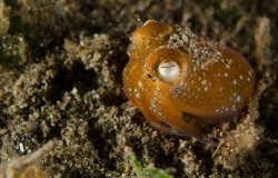 Tropical bottletail squid, Sepiadarium kochi, Sepiadariidae, Anilao, Philippines, Asia