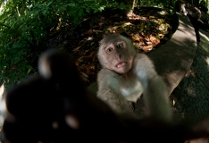 Monkey Forest, Ubud,  Bali, Indonesia, Asia, paesaggi