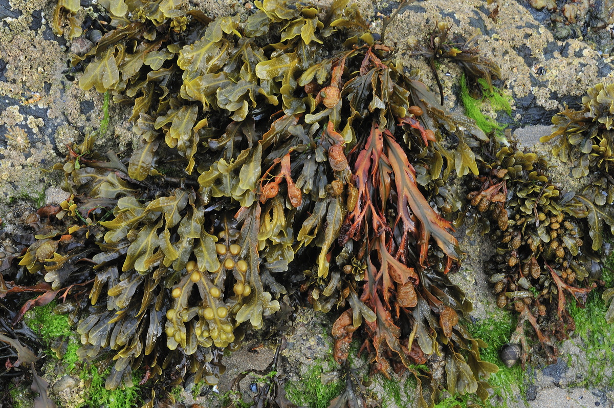 Quercia marina, Fucus vesicolosus.