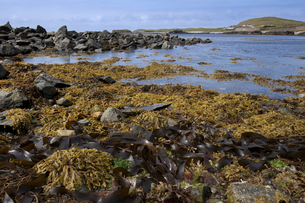 Inishbofin Island, Clennan.