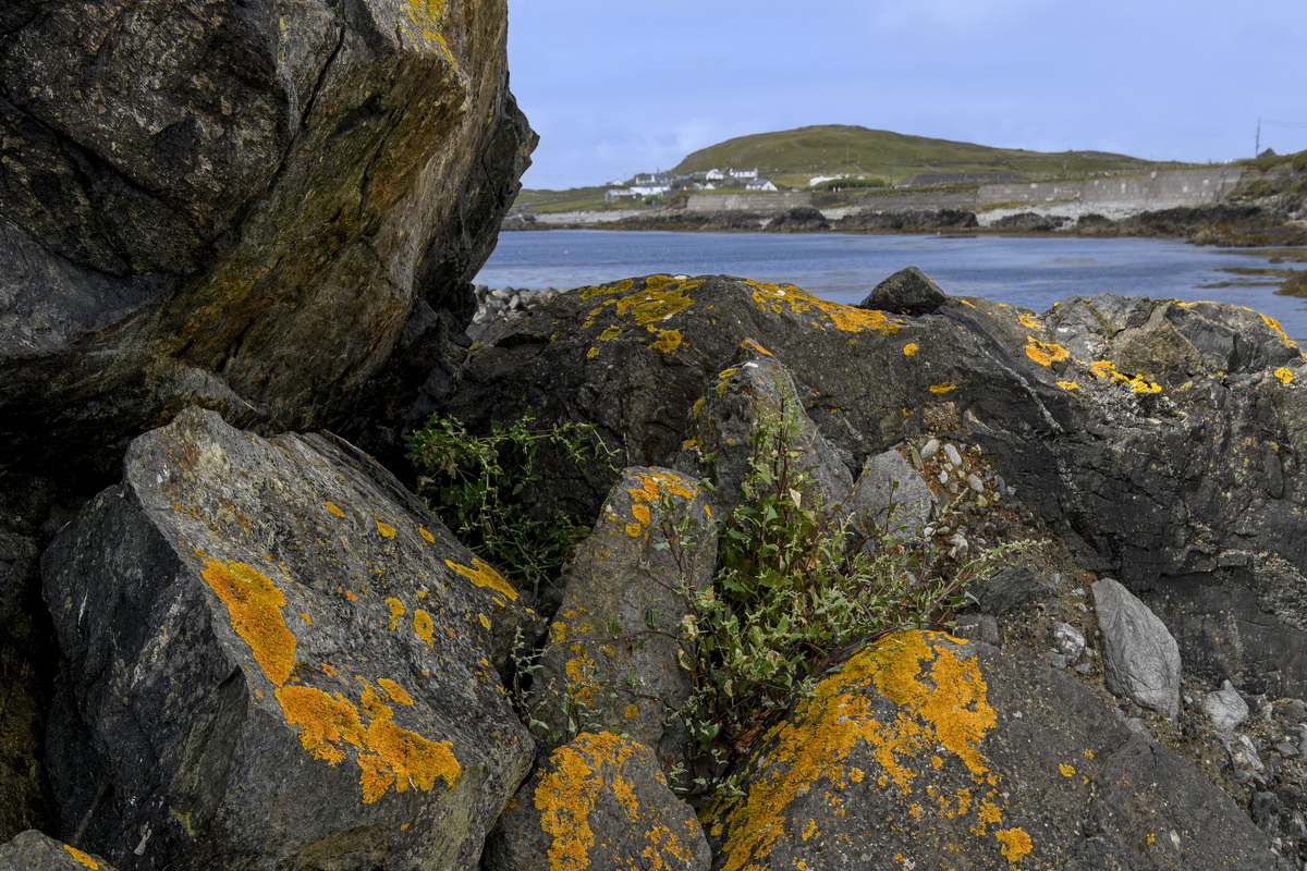 Inishbofin Island, Clennan.