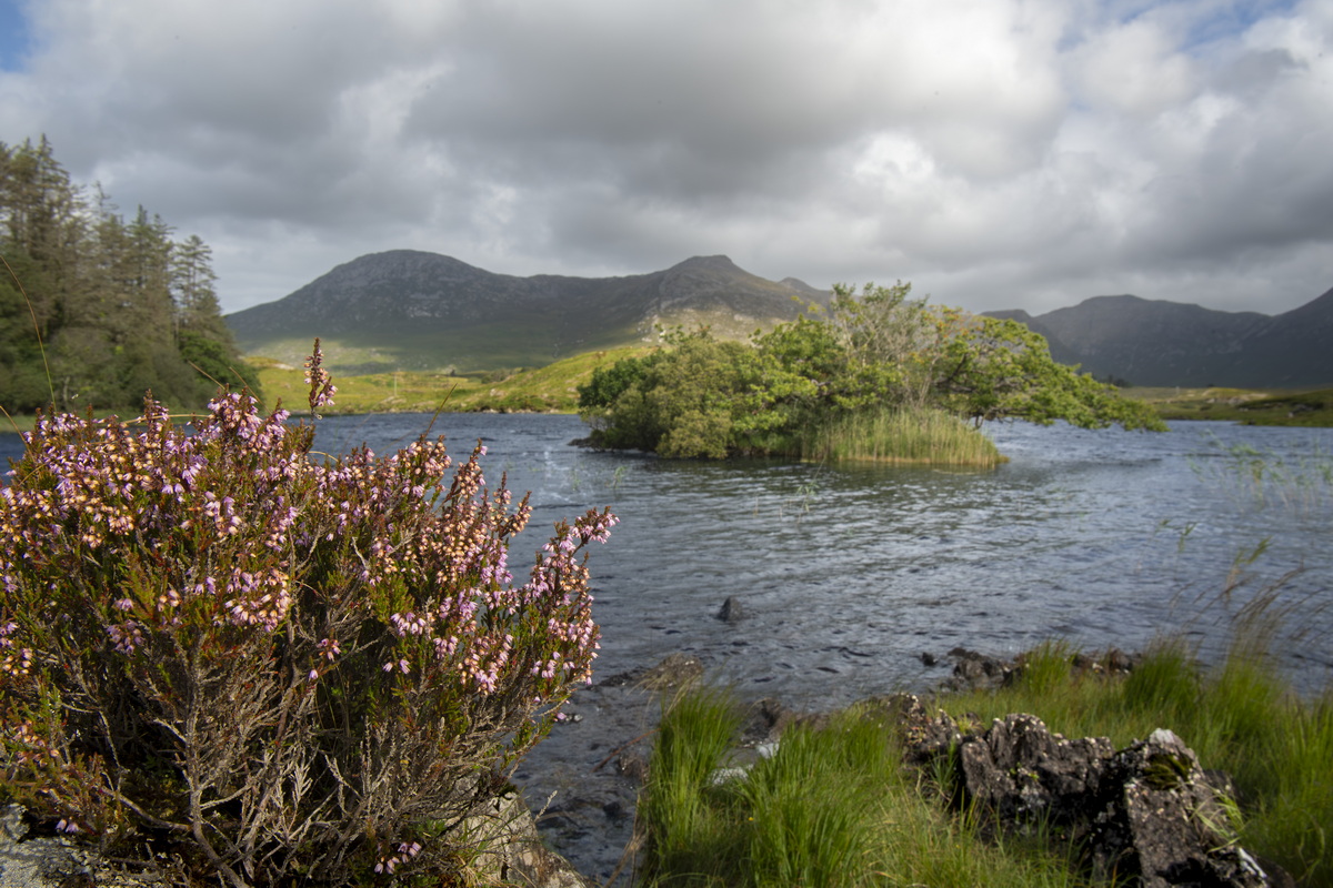 Lough Nabrucka (Lough Nacoogarrow), Ballinafad.