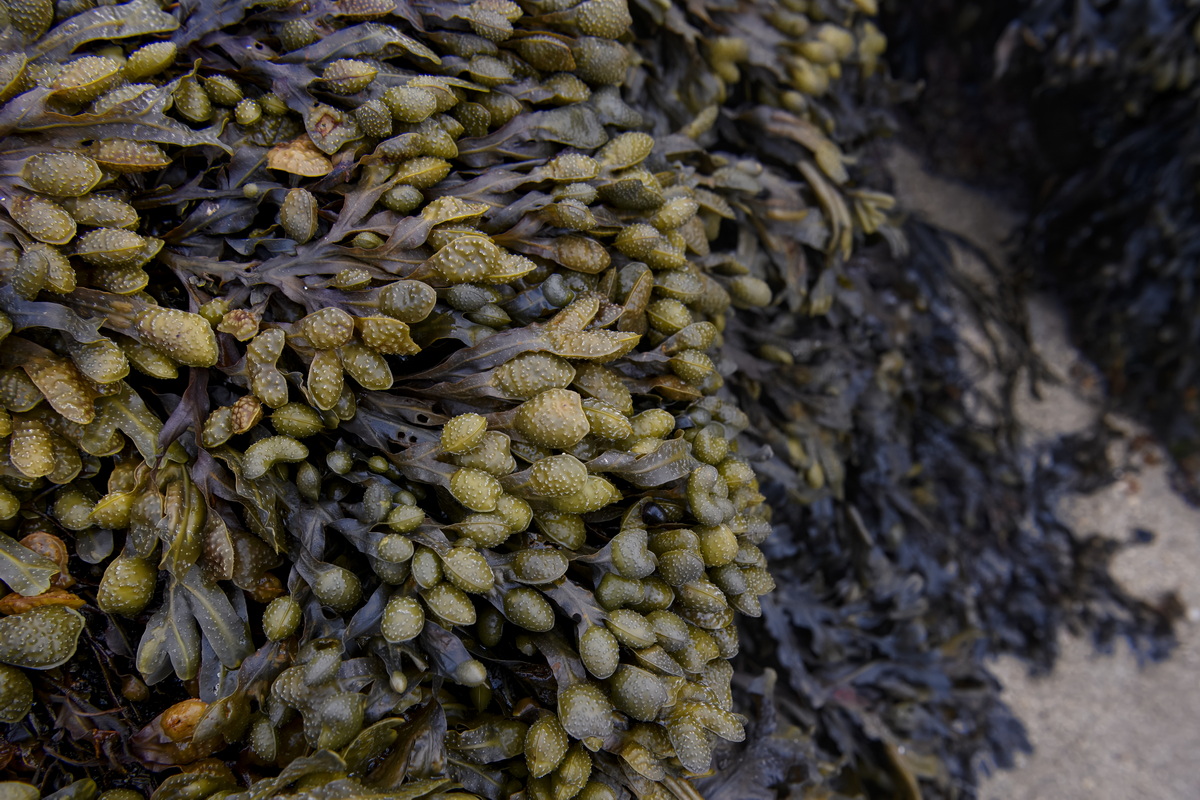 Quercia marina, Fucus vesiculosus.