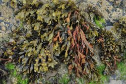 Quercia marina, Fucus vesicolosus.