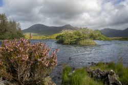 Lough Nabrucka (Lough Nacoogarrow), Ballinafad.