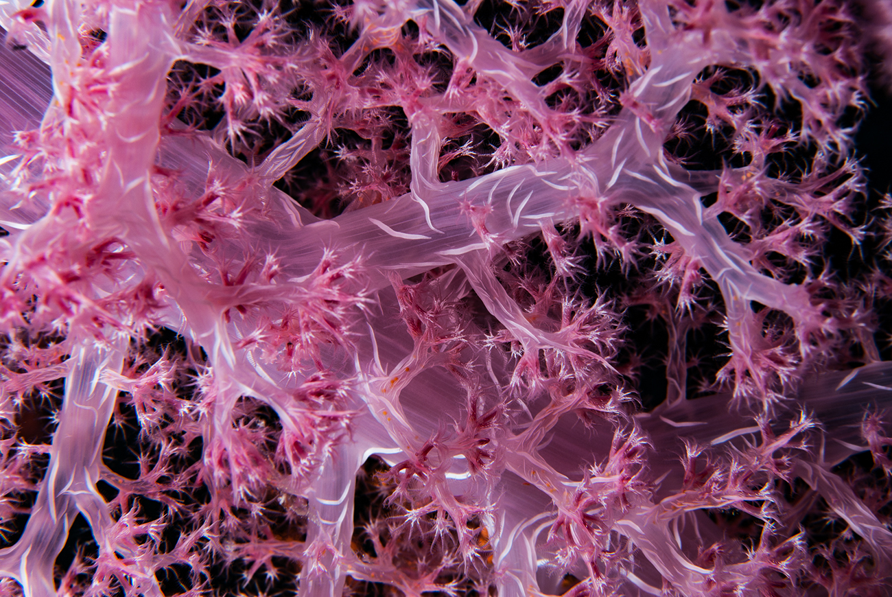 Soft Coral, Dendronephthya klunzingeri, Sharm el-Sheikh, Red Sea, Egypt
