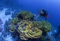 Salad Coral, Turbinaria mesenterina, Sharm el- Sheikh, Red Sea, Egypt