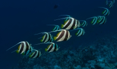 Schooling bannerfish, Heniochhus diphreutes, Sharm el Sheikh, Red Sea, Egypt