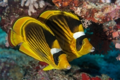 Striped butterflyfish, Chaetodon fasciatus, Sharm el-Sheikh, Red Sea, Egypt