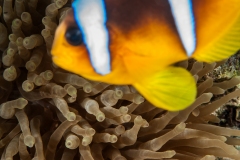 Clownfish, Amphiprion bicinctus,, Sharm el- Sheikh, Red Sea, Egypt