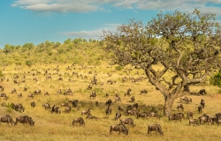 Masai Mara National Reserve