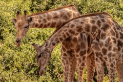 Angolan giraffe, Giraffa camelopardalis angolensis , Giraffidae, Namib desert, Namibai, Africa