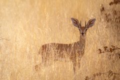 Steenbok, Raphicerus campestris, Bovidae, Etosha National Park, Namibia, Africa