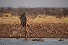 Angolan Giraffe, Giraffa cameloleopardis angolana, Giraffidae, Etosha Nationa Park, Namibia, Africa