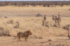 Panthera leo, Felidae, Etosha National Park, Namibia, Africa