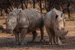 White rhino, Ceratotherium simum, Rhinocerotidae, Mount Etjo Protected Area,, Namibia, Africa