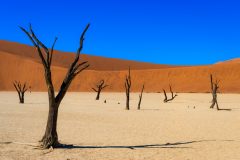 Dead Vlei,, Sossusvlei,, Namib-Naukluft Park, Namibia, Africa
