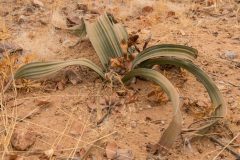 living fossil plant with female inflorescences, Welwitschia mirabilis, Welwitschiaceae, Namib Desert, Namibia, Africa