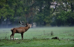 Male of red deer (Cervus elaphus), Cervidae, Civitella Alfedena, Abruzzo National Park, Italy, mammal, mammals, Roberto Nistri, horizontal deers animal animals