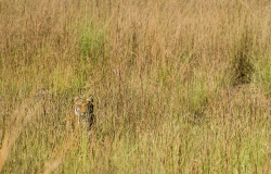 Bengal T⁪iger,
